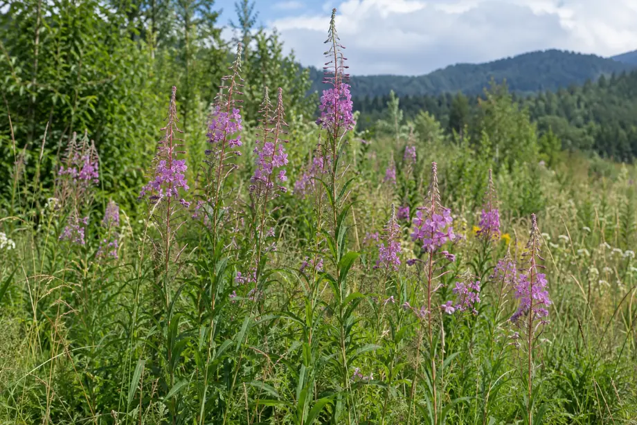 Растения от род Epilobium на поляна